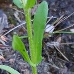 Valeriana eriocarpa Folha