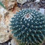 Mammillaria winterae Fruit