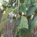 Celtis australisFrugt