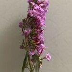 Buddleja japonicaBlatt