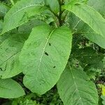 Phytolacca esculenta Hoja
