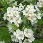 Pyrus nivalis Fleur