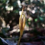 Voyria aphylla Gyümölcs