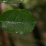 Coffea mauritiana Leaf