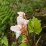 Begonia nepalensis Flower