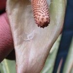 Anthurium eximium फूल