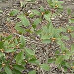 Rhododendron minus Leaf