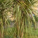 Cordyline australis 叶