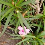 Ruellia simplexFlors