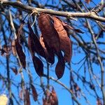 Cercis canadensisFruit