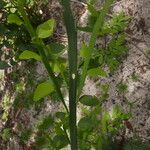 Phylloxylon perrieri Hoja