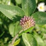 Trifolium medium Blomst