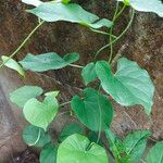 Tinospora crispa Hoja