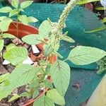 Amaranthus dubiusFolha