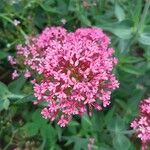 Centranthus lecoqiiFlors