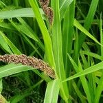 Echinochloa frumentacea Фрукт