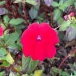 Impatiens hawkeri फूल