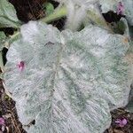 Salvia argentea Fuelha
