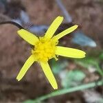 Jacobaea minuta Цветок