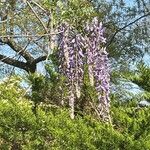 Wisteria floribunda പുഷ്പം