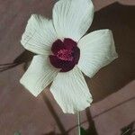 Hibiscus surattensis Цвят