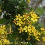 Ribes aureum Blomma