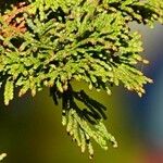 Thuja occidentalis Ліст