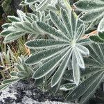 Lupinus alopecuroides Blatt