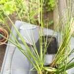 Juncus effususFuelha