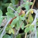 Teucrium marum 葉