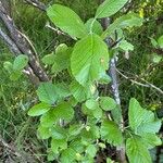 Sorbus chamaemespilus Folio