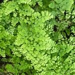 Adiantum raddianum Leaf