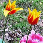 Tulipa grengiolensis Flower