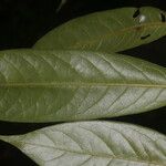 Guatteria tomentosa 葉