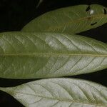 Guatteria tomentosa Frunză