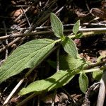 Phacelia mutabilis Fulla