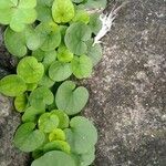 Dichondra micrantha Leaf