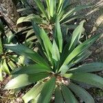 Agave shaferi Листок