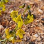 Crotalaria chrysochlora Floare