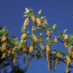 Ribes magellanicum Flor