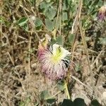 Capparis sicula Blüte