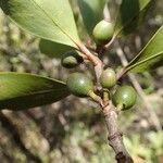 Garcinia balansae Fruit