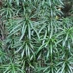 Cephalotaxus harringtonia List