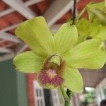 Dendrobium closterium Blüte