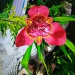 Tigridia pavonia Цвят