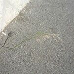 Agrostis stolonifera Feuille