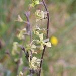 Hesperis laciniata 花