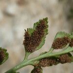 Asplenium ruta-muraria Fruit