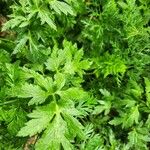 Ranunculus multifidus Hoja