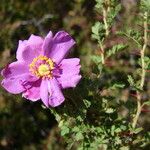 Rosa minutifolia Flower
